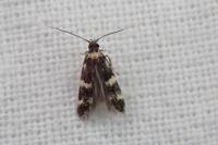 Oegoconia