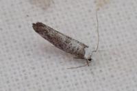 Paraswammerdamia albicapitella