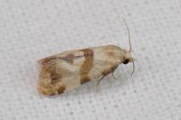 Phalonidia contractana