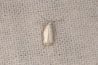 Leucoptera