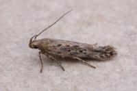 Scrobipalpa samadensis