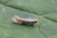 Bucculatrix cristatella