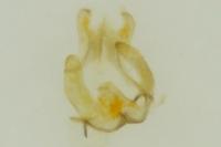 Bucculatrix cristatella
