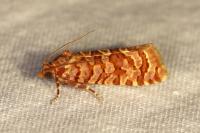 Lozotaeniodes brusseauxi
