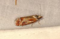 Rhyacionia buoliana