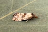 Neocochylis molliculana