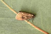 Psyche crassiorella