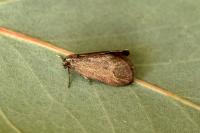 Psyche crassiorella