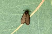 Psyche crassiorella
