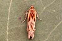 Eucosma gr. cana