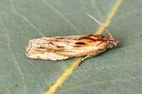 Eucosma gr. cana
