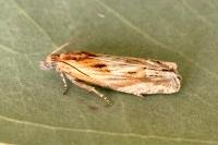Eucosma gr. cana