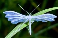 Pterophorus pentadactylus