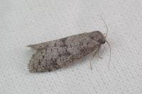 Penestoglossa dardoinella
