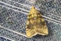 Aleimma loeflingiana