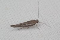 Scythris