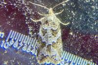 Cnephasia