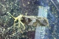 Cnephasia