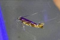 Pyroderces argyrogrammos