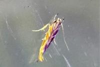 Pyroderces argyrogrammos
