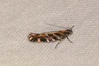 Aristotelia decoratella