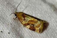 Archips xylosteana