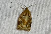 Archips xylosteana