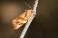 Ditula angustiorana