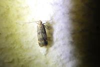 Pexicopia malvella
