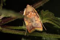 Carcina quercana
