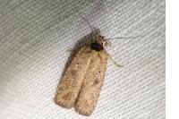 Agonopterix scopariella