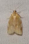 Paramesia gnomana