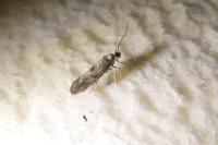 Paraswammerdamia albicapitella