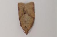 Clepsis consimilana