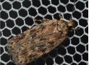 Depressaria