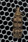 Bryotropha