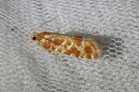 Rhyacionia pinicolana