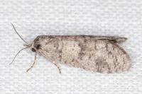 Penestoglossa dardoinella