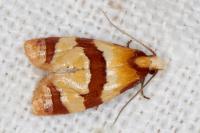 Phalonidia albipalpana