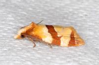 Phalonidia albipalpana