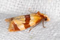 Phalonidia albipalpana