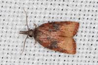 Platynota stultana