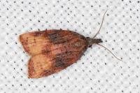 Platynota stultana