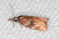 Platynota stultana