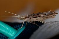 Ypsolopha scabrella