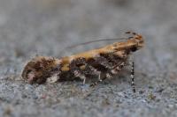 Aristotelia decoratella