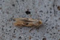 Bucculatrix ulmella