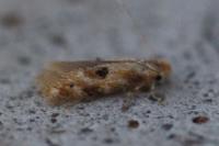 Bucculatrix ulmella