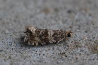 Celypha lacunana