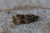 Celypha lacunana